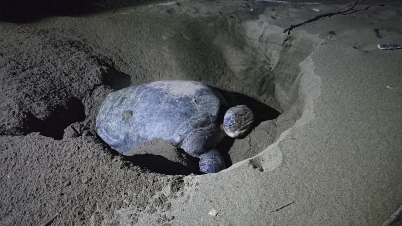 Adventure Turtle Homestay Meru Betiri Sarungan Exterior foto