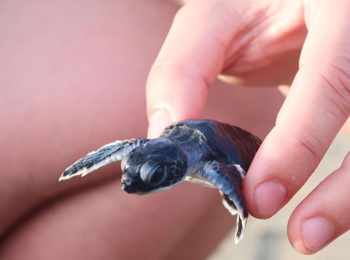 Adventure Turtle Homestay Meru Betiri Sarungan Exterior foto