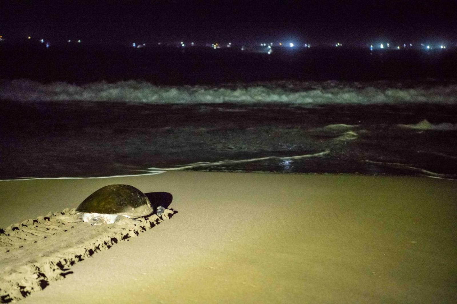 Adventure Turtle Homestay Meru Betiri Sarungan Exterior foto